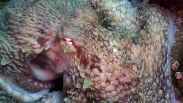 Большой Осьминог Каменном Дне Поисках Пищи Удивительный Подводный Мир Жители — стоковое видео