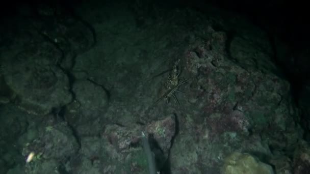 Vue Rapprochée Des Requins Récifs Sous Marins Isla Del Coco — Video