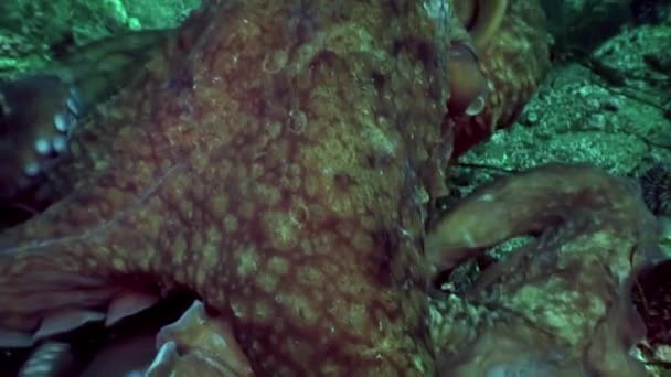 Пошуках Їжі Великий Восьминіг Камені Поплив Пошуках Їжі Дивовижний Підводний — стокове відео