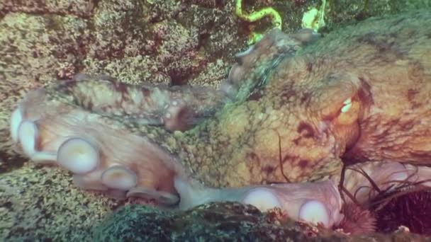 Stor Bläckfisk Stenbotten Jakt Efter Föda Fantastisk Undervattensvärld Och Invånarna — Stockvideo