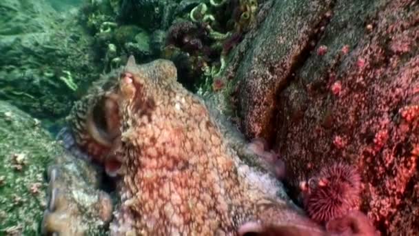 Grande Polvo Fundo Mar Busca Comida Mundo Subaquático Incrível Habitantes — Vídeo de Stock