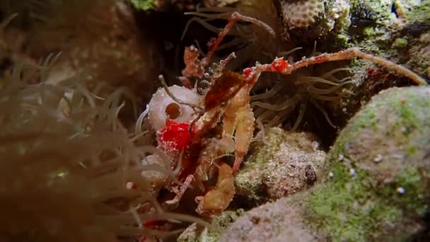 大きな爪 カルピリウス凸状 を持つ大きな赤い凸状のサンゴ礁のカニは ゆっくりと苔むした岩の間を移動します カニの周りの海底にはカラフルな動植物がたくさんあり 多くの種類の植物やサンゴ礁があります — ストック動画