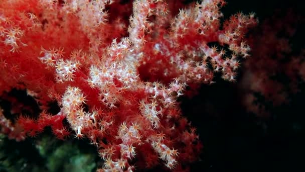 赤い凸状のサンゴ礁のカニ Carpilius Convexus 足と爪を使ってサンゴ礁の深さと闇の中に下に移動します 周りのサンゴ礁は美しく 活気に満ちています — ストック動画