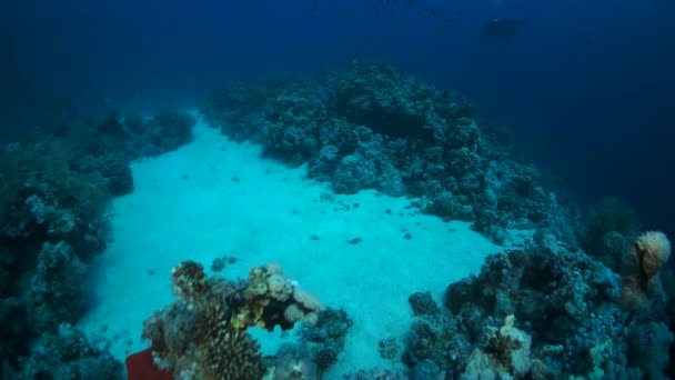 紅海で熱帯性の硬いサンゴ礁の頂上をチーム化し 小さなカラフルな魚の周りに浮かんでのスローモーション水中ショット 海の生き物の素晴らしい 美しい海洋生物の世界 スキューバダイビングと観光 — ストック動画