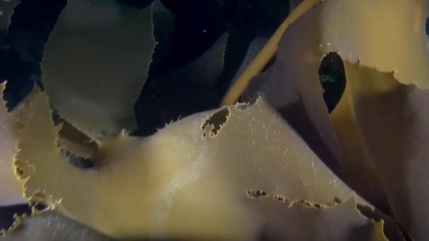 新西兰在太平洋水域中的水下景观录像 并在海洋居民周围漂浮 令人惊奇 美丽的海洋生物世界 — 图库视频影像