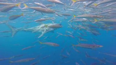 Guadeloupe, Meksika açıklarında bir balık sürüsünde kameranın önünde yüzen büyük beyaz köpekbalığı. Carcharodon carcharias veya beyaz köpekbalığı. Okyanustaki en yırtıcı köpekbalığı..