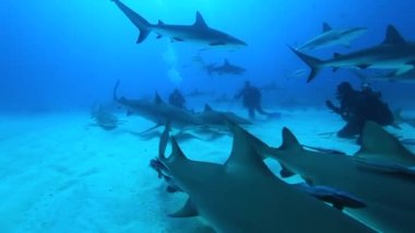 Bahamalar 'da kaplan köpekbalığı. Diğer resif köpekbalıklarıyla kaynıyor. Açık mavi suda tüplü dalış HD çözünürlüklü panasonik GH4 ile yakalandı..
