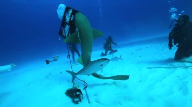 Bahamalar 'da kaplan köpekbalığı. Diğer resif köpekbalıklarıyla kaynıyor. Açık mavi suda tüplü dalış HD çözünürlüklü panasonik GH4 ile yakalandı..