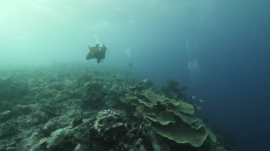 Kepulauan Banda Endonezya 'da arka plandaki balık sualtı manzarası okulunda yavaş çekim yapan dalgıç. Resiflerin ve yosunların renkli ve vahşi yaşamında yüzüyorlar. Yiyecek arayan yerleşimciler.