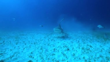 Bahamalar 'da kaplan köpekbalığı. Diğer resif köpekbalıklarıyla kaynıyor. Açık mavi suda tüplü dalış HD çözünürlüklü bir kanon 5D IV ile yakalandı..