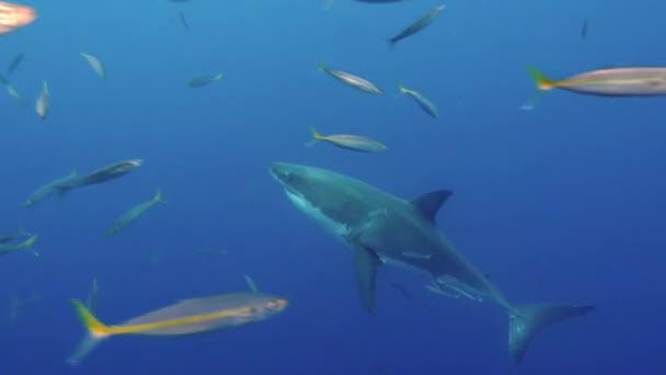 在墨西哥瓜德罗普岛海岸外的一群鱼面前 大白鲨在摄像机前游泳 Carcharodon Carcharias 或白鲨 海里的捕食者鲨鱼最多 — 图库视频影像