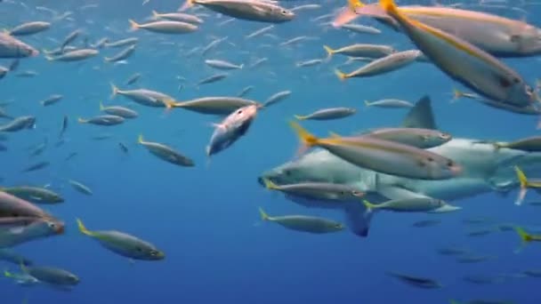 Зблизька Велика Біла Акула Плаває Під Водою Перед Камерою Школі — стокове відео