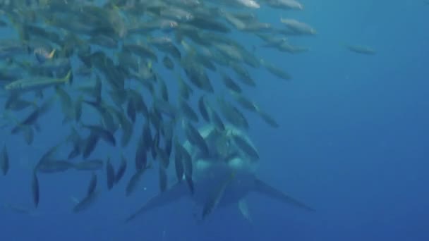 Primer Plano Gran Tiburón Blanco Nadando Bajo Agua Frente Cámara — Vídeos de Stock