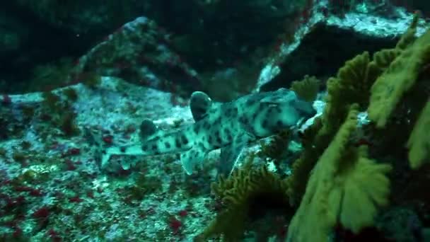 一群长鱼在水下的阳光下闪闪发光 太平洋海洋生物的奇异 美丽的水下海洋生物世界 加拉帕戈斯群岛集团 — 图库视频影像