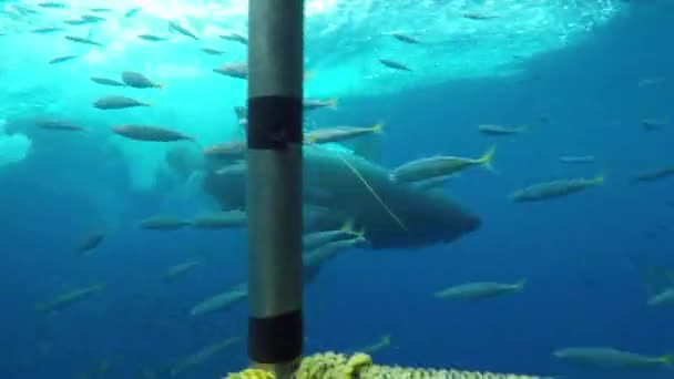 大白鲨在墨西哥瓜德罗普岛海岸外一群鱼的镜头前在水下游泳 Carcharodon Carcharias 或白鲨 海里的捕食者鲨鱼最多 — 图库视频影像