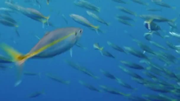 Nagy Fehér Cápa Úszkál Kamera Előtt Egy Halrajban Guadeloupe Partjainál — Stock videók