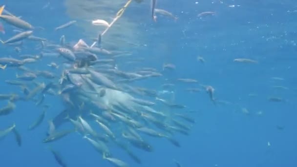 Gros Plan Grand Requin Blanc Nageant Sous Eau Devant Une — Video