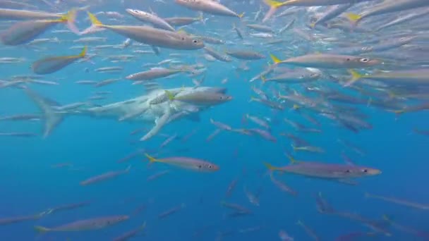 メキシコのグアドループ沖の魚の学校で カメラの前で水中で大きな白いサメの水泳 カルチャロドン カルチャラス Carcharodon Carcharas 白サメ 海のほとんどの捕食者サメ — ストック動画
