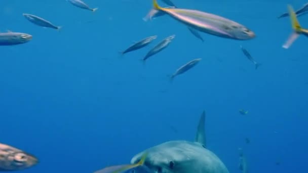 Zbliżenie Żarłacza Białego Pływającego Pod Wodą Przed Kamerą Szkole Ryb — Wideo stockowe