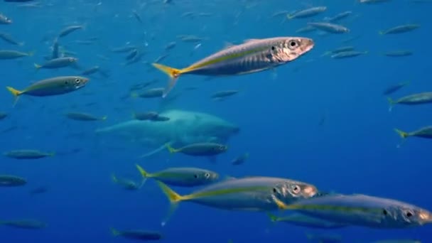 Gran Tiburón Blanco Nadando Bajo Agua Frente Cámara Una Escuela — Vídeo de stock
