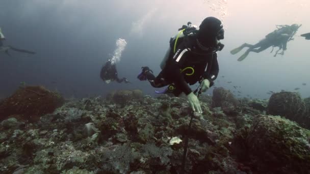 Slow Motion Shot Diver Background Σχολή Ψάρια Υποβρύχιο Τοπίο Στην — Αρχείο Βίντεο