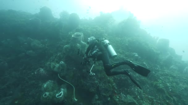 Slow Motion Shot Dykare Bakgrund School Fish Underwater Landskap Kepulauan — Stockvideo