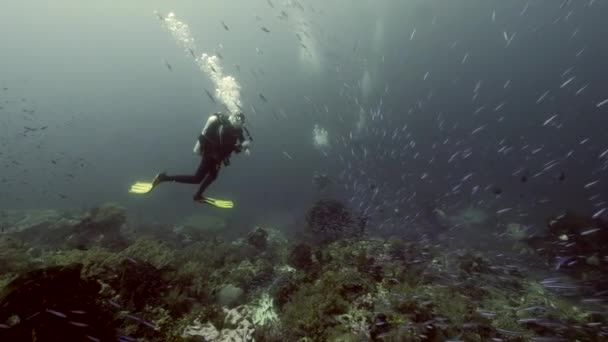 Slow Motion Shot Mergulhador Fundo Escola Paisagem Subaquática Peixes Kepulauan — Vídeo de Stock