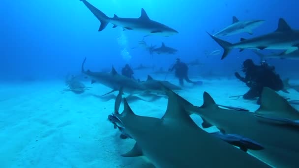Тигриця Багамських Островах Населений Багатьма Іншими Рифовими Акулами Стрибки Чистій — стокове відео