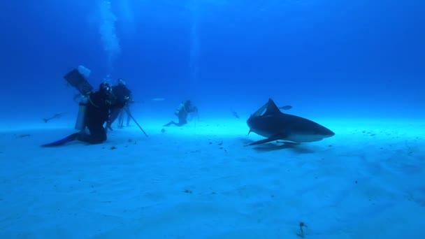 バハマのタイガーシャーク 他の多くのサンゴ礁のサメに囲まれています Hd解像度でパナソニックGh4でキャプチャされた澄んだ青い水でスキューバダイビング — ストック動画
