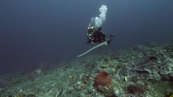 Slow Motion Shot Mergulhador Fundo Escola Paisagem Subaquática Peixes Kepulauan — Vídeo de Stock