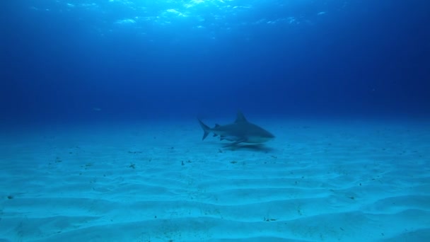 在水下海洋野生动物的鱼群中 有成群的鲨鱼 危险的动物在海底潜水在巴哈马太平洋上潜水显示鲨鱼正在捕食 — 图库视频影像