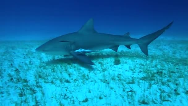 バハマのタイガーシャーク 他の多くのサンゴ礁のサメに囲まれています Hd解像度でキヤノン5D Ivでキャプチャされた澄んだ青い水でスキューバダイビング — ストック動画