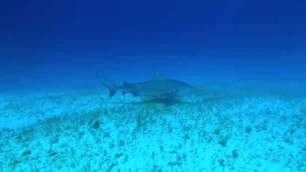 Les Gens Avec Paquet Requins École Poissons Dans Faune Sous — Video
