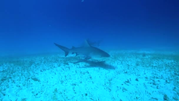 Personas Con Manada Tiburones Escuela Peces Fauna Marina Submarina Animales — Vídeos de Stock