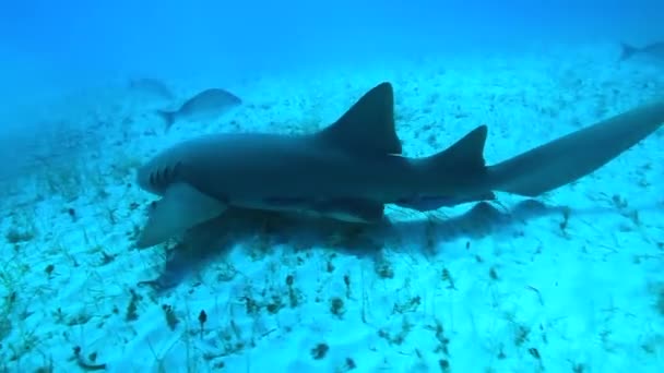 Тигриця Багамських Островах Населений Багатьма Іншими Рифовими Акулами Стрибки Чистій — стокове відео