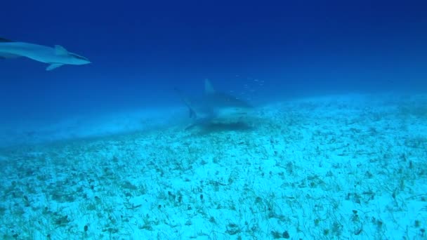 バハマのタイガーシャーク 他の多くのサンゴ礁のサメに囲まれています Hd解像度でキヤノン5D Ivでキャプチャされた澄んだ青い水でスキューバダイビング — ストック動画