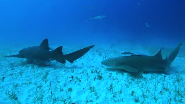 水中の海洋生物の魚学校でサメのパックを持つ人々 危険な動物や海の海底でのダイビング 太平洋のバハマでサメの餌を見る — ストック動画