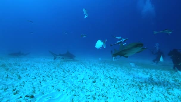 Tubarão Tigre Nas Bahams Arredondado Com Muitos Outros Tubarões Recifais — Vídeo de Stock