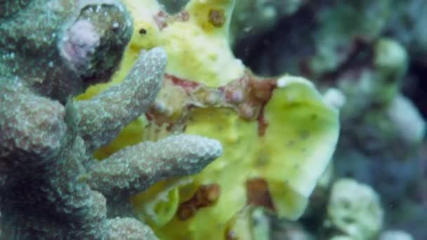 Een Gele Kikkervis Zeeduivel Drijft Onder Water Zoek Naar Voedsel — Stockvideo