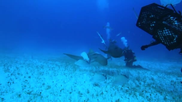 Mensen Met Een Roedel Haaien School Van Vissen Onderwater Wilde — Stockvideo