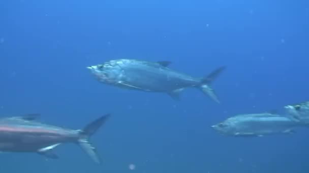 在加勒比海水下潜水员附近的一群灰色鲨鱼中潜水 在古巴海洋海洋奇异生态系统的热带野生动物中捕食海洋生物的动物 — 图库视频影像