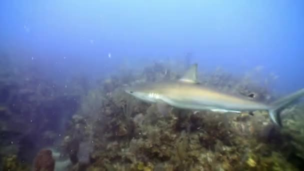 カリブ海のダイバーの近くの人々の近くの灰色のサメの学校でサメとダイビング海のエキゾチックな生態系の熱帯生物の海洋生物の動物捕食者キューバ — ストック動画