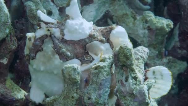 Sapo Vermelho Tamboril Está Flutuando Debaixo Água Procura Comida Anglerfish — Vídeo de Stock