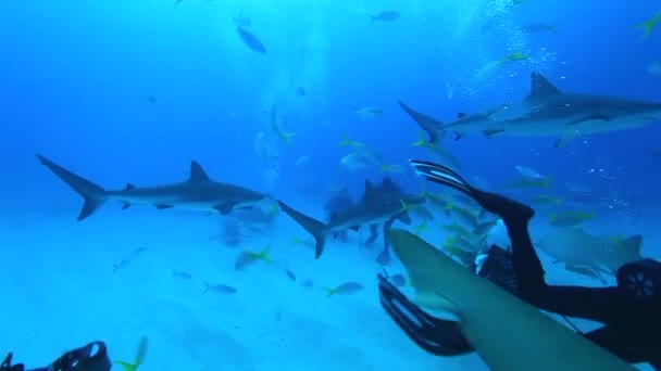 Žralok Tygří Bahamách Obklopen Mnoha Dalšími Útesovými Žraloky Čirá Modrá — Stock video