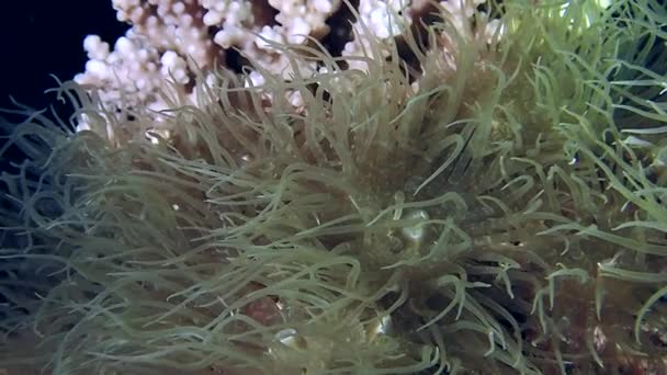 一只被许多微小的白色尖刺覆盖的小礁章鱼 的近照 它是红色的 沙质的 和周围覆盖着珊瑚礁的植物很好地融合在一起 — 图库视频影像