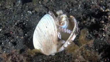 Lembeh Boğazı Endonezya 'nın kuzeyindeki tropikal sularda kumlu bir mercan resifinde boş bir kabuğun içinde saklanan küçük damarlı ahtapot..