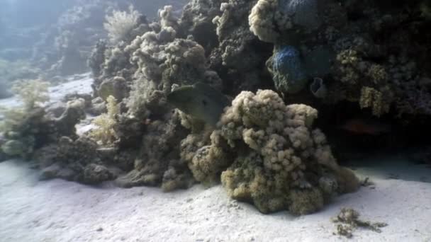 Kızıl Deniz Deki Balık Sürüsü Resiflerin Yosunların Renkli Vahşi Yaşamında — Stok video