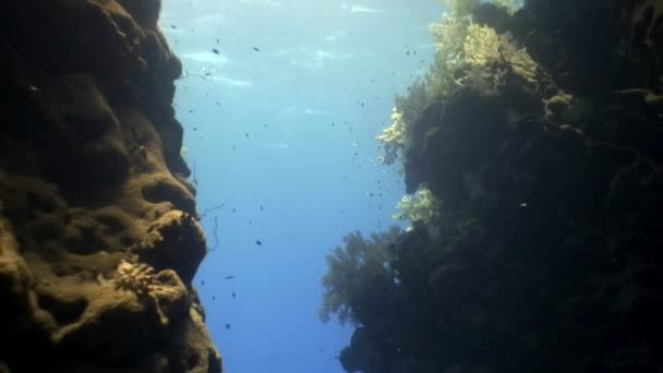 紅海で水中魚の学校 世界で泳ぐサンゴ礁や藻類のカラフルな美しい野生生物 食を求めて暮らす人々 — ストック動画