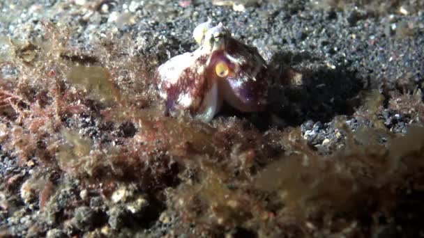 Kleine Geaderde Octopus Verschuilt Zich Een Zandbodem Koraalrif Tropische Wateren — Stockvideo
