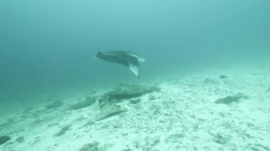 Devasa Kara Okyanus Birostris Manta Ray plankton arayışında mavi suyun arka planında yüzüyor. Sualtı dalışı. Maldivler 'de çekim.